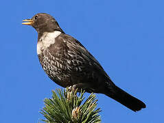 Ring Ouzel