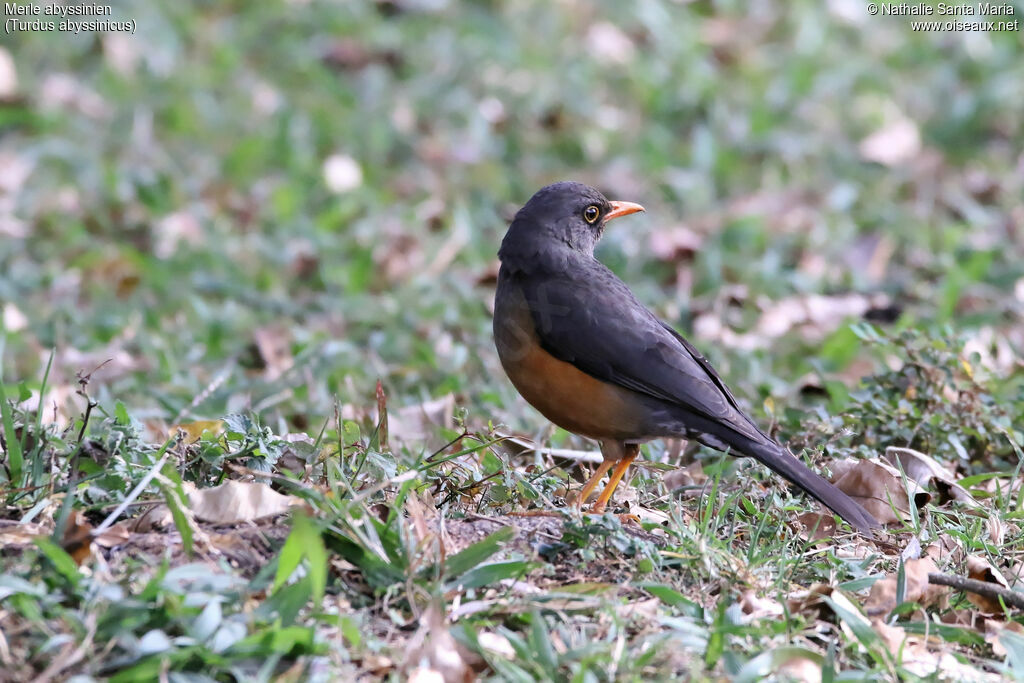 Merle abyssinienadulte, identification, habitat, Comportement