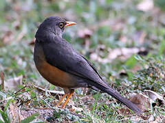 Abyssinian Thrush