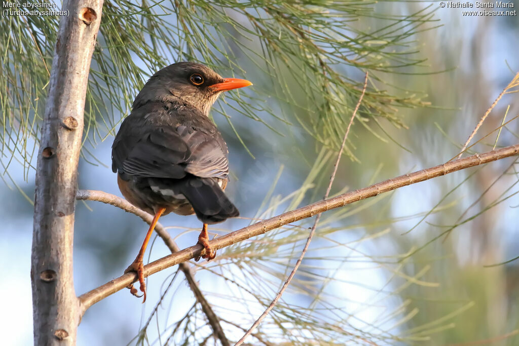 Abyssinian Thrushadult, identification, habitat