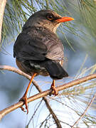 Abyssinian Thrush