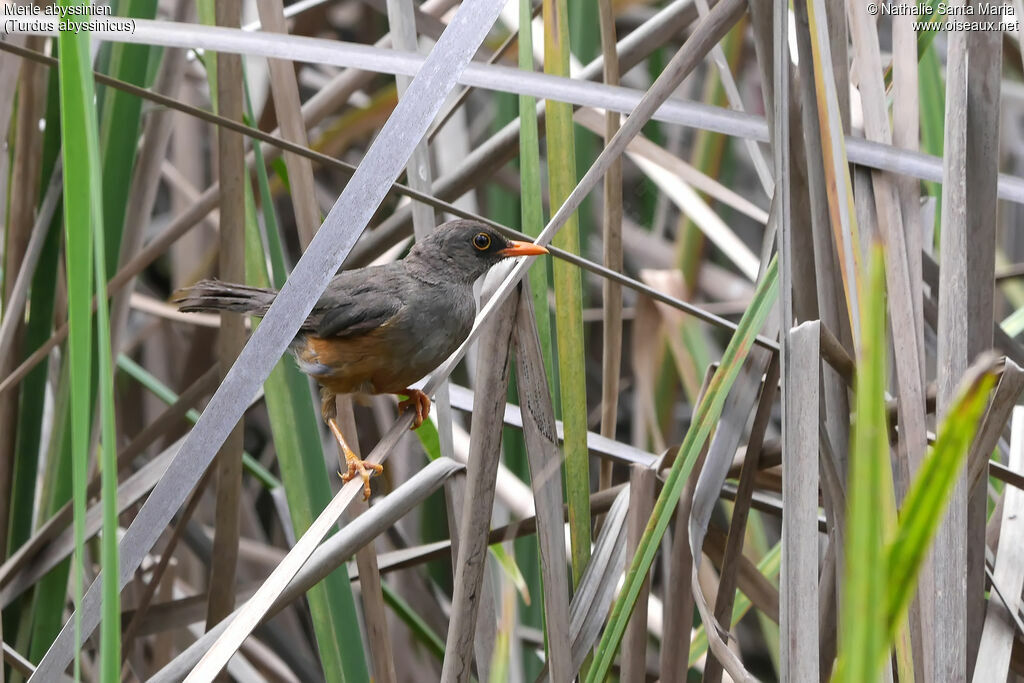 Abyssinian Thrushadult, identification, habitat