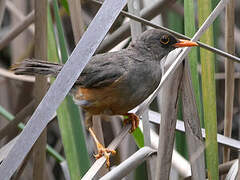 Abyssinian Thrush