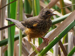 Abyssinian Thrush