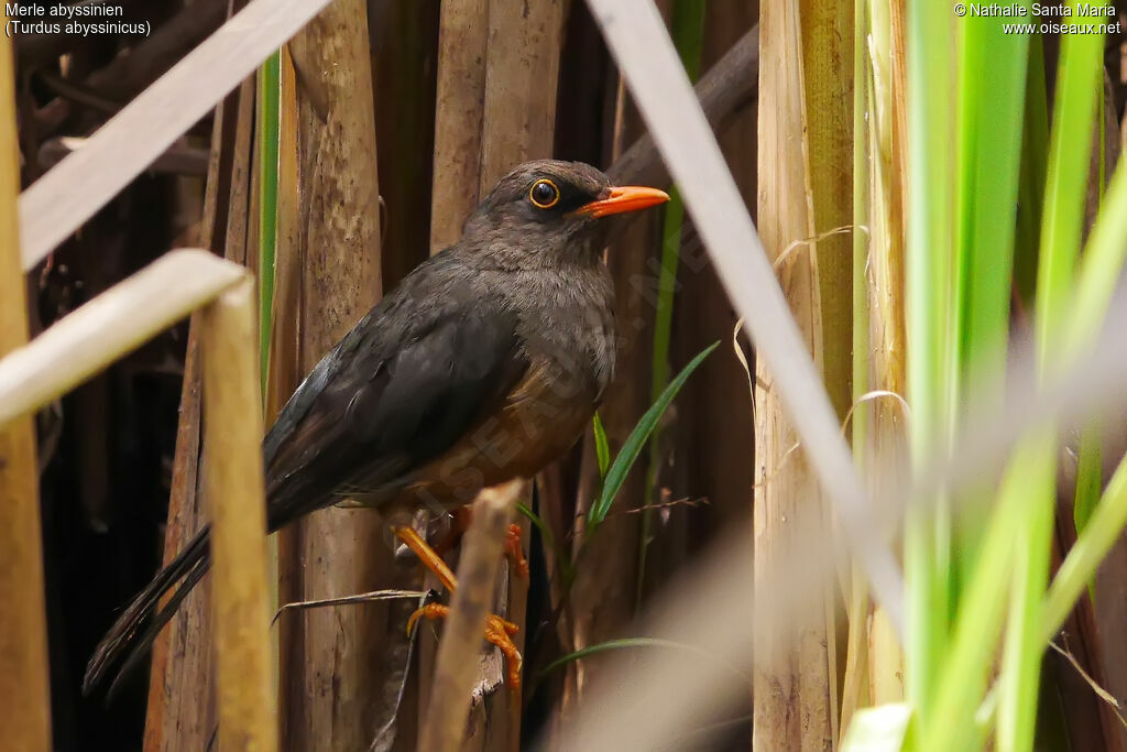 Abyssinian Thrushadult, identification, habitat