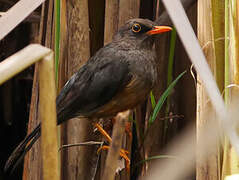 Abyssinian Thrush