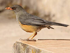 Abyssinian Thrush