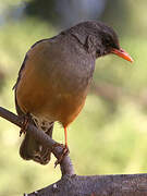 Abyssinian Thrush