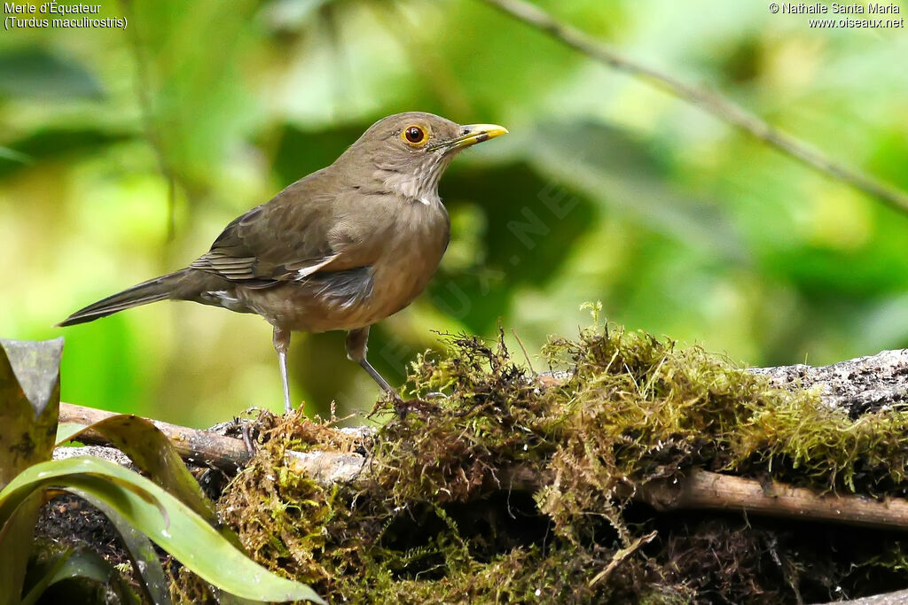 Merle d'Équateuradulte, identification