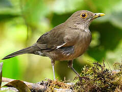 Ecuadorian Thrush