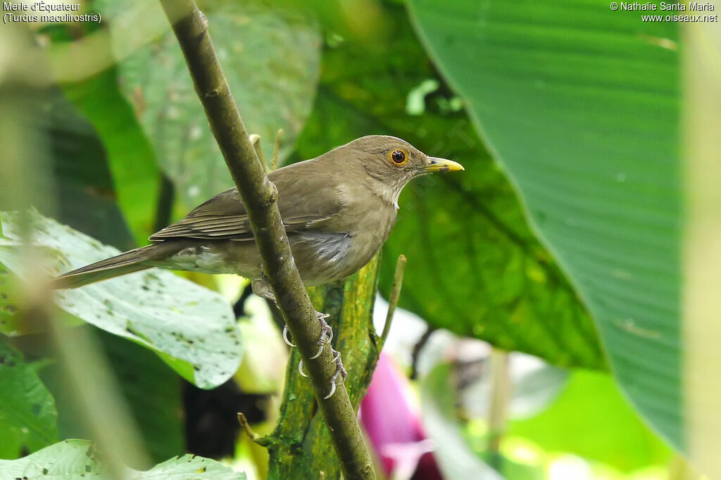 Ecuadorian Thrushadult, identification