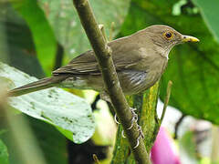 Ecuadorian Thrush