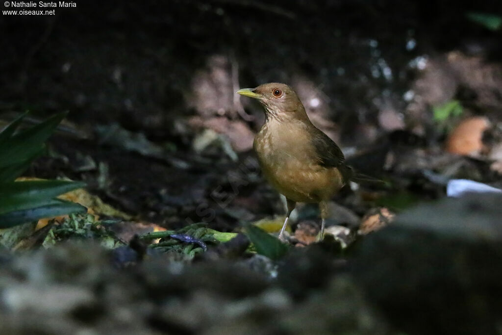 Merle fauveadulte, identification