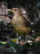 Clay-colored Thrush