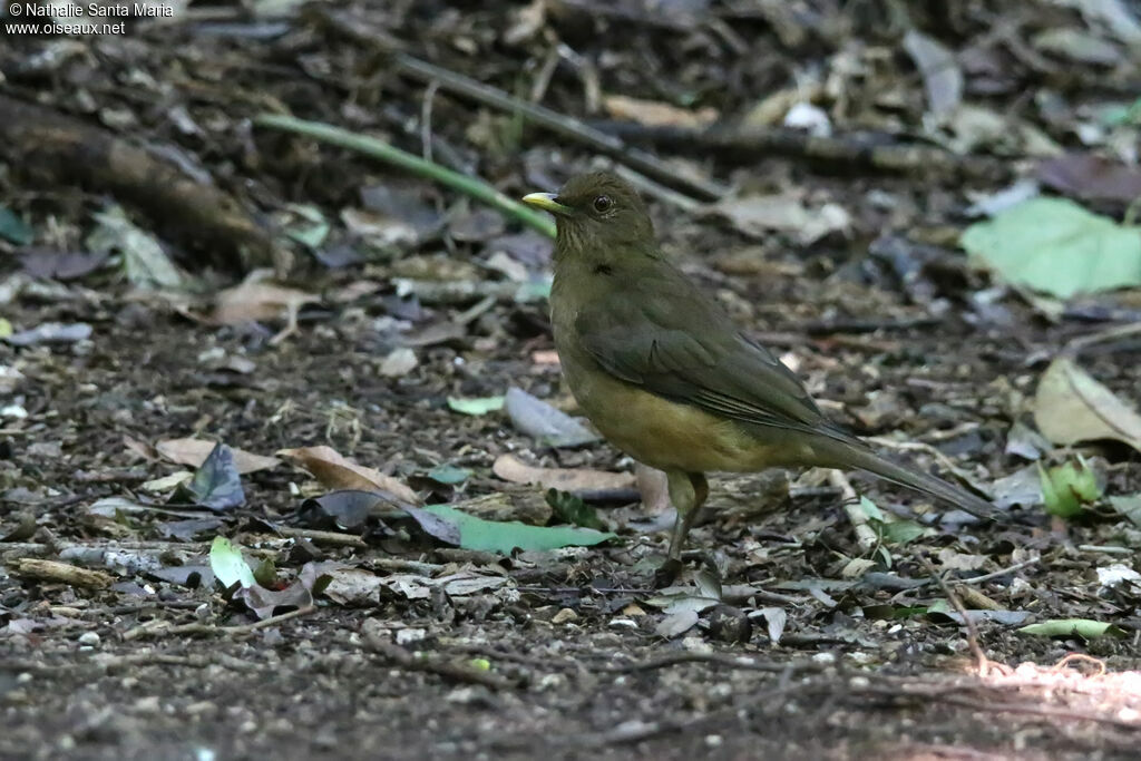 Merle fauveadulte, habitat