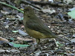 Clay-colored Thrush