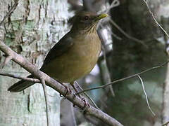 Clay-colored Thrush