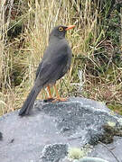 Great Thrush