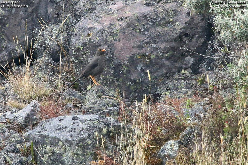 Merle géantadulte, habitat, marche