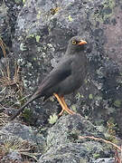 Great Thrush