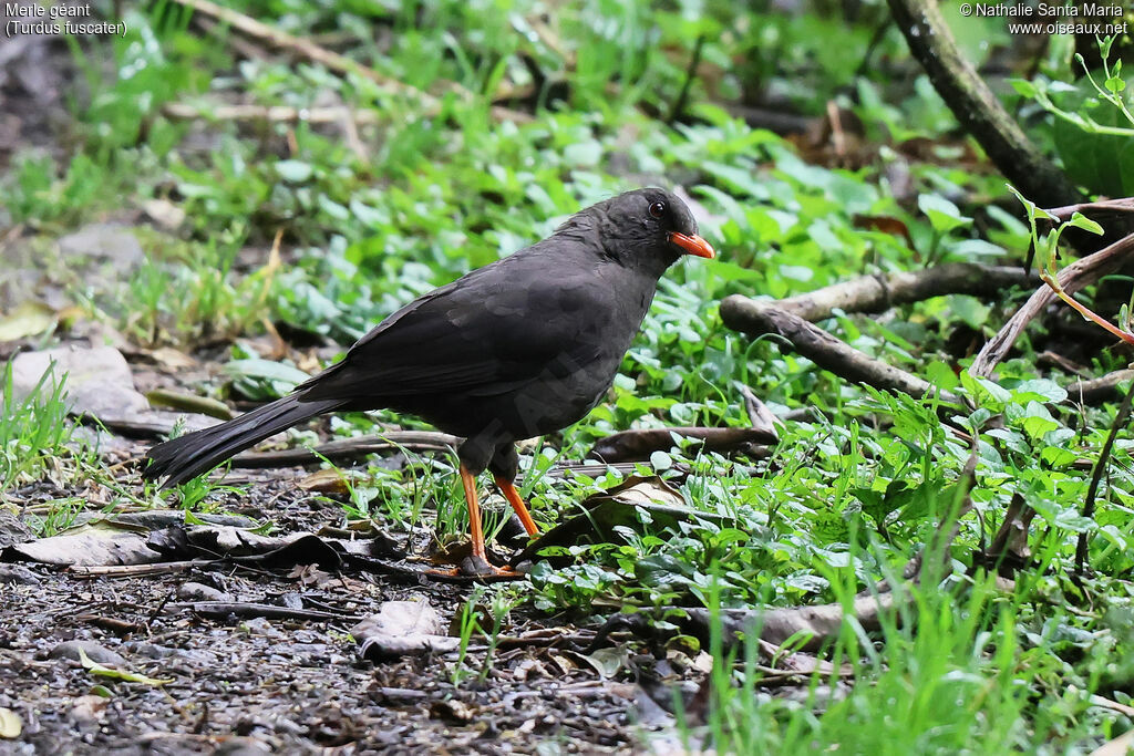 Merle géantimmature, identification, pêche/chasse