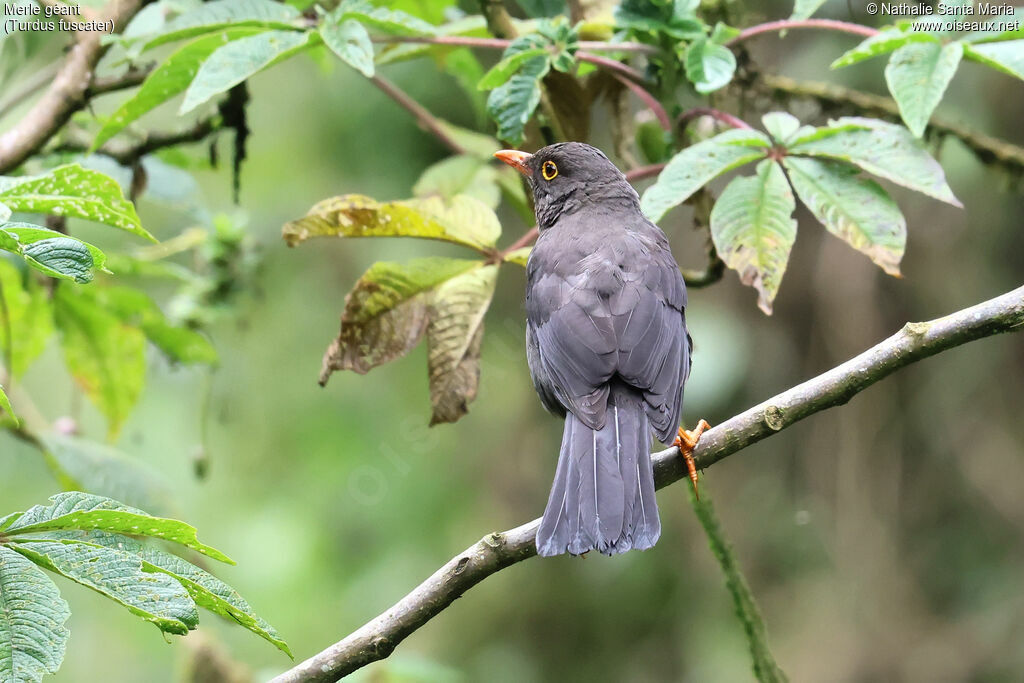 Merle géantadulte, identification