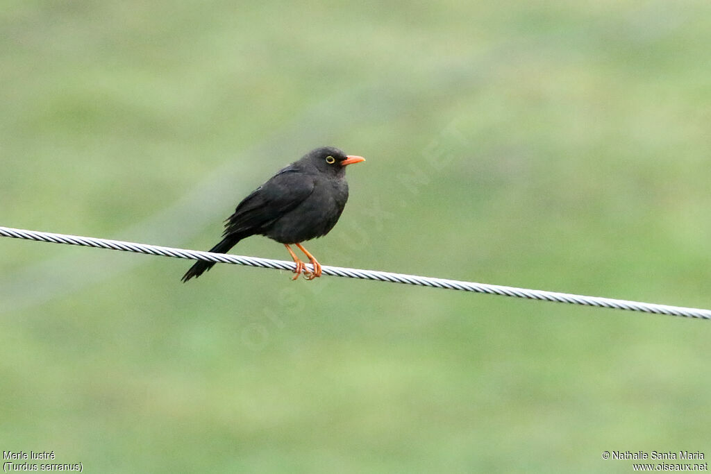 Glossy-black Thrushadult, identification