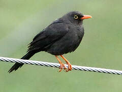 Glossy-black Thrush