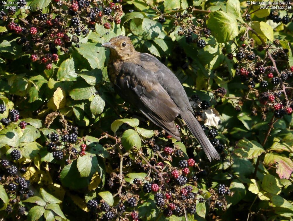 Merle noirjuvénile, identification, régime