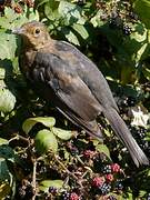 Common Blackbird