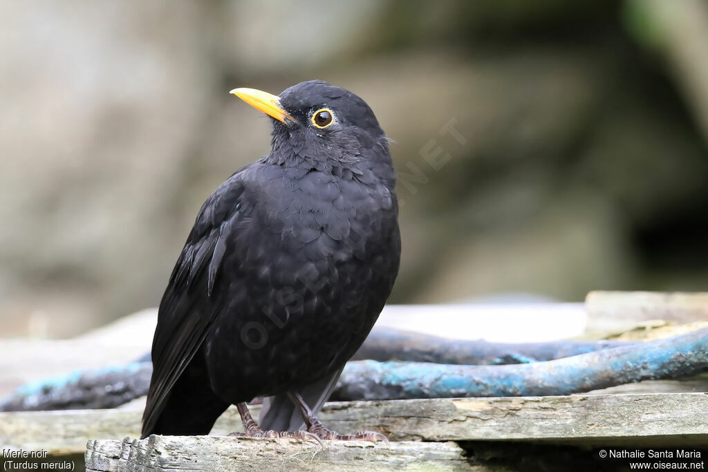 Common Blackbird male adult, identification