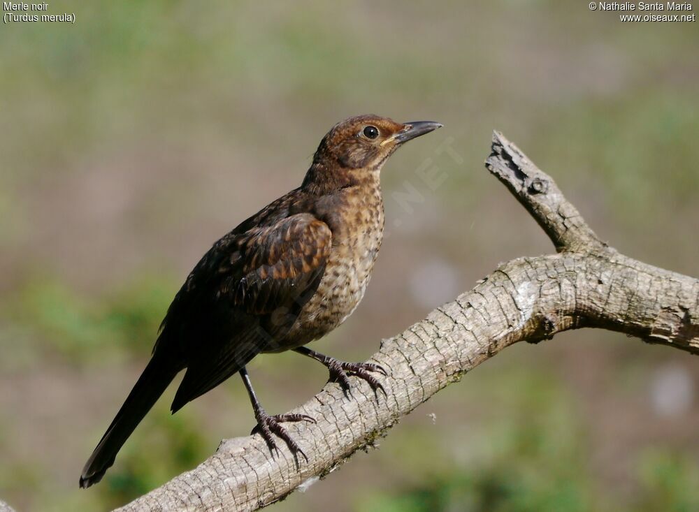 Common Blackbirdjuvenile, identification, Behaviour