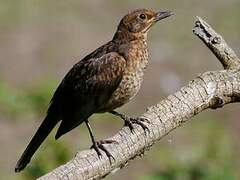 Common Blackbird