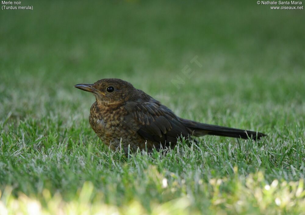 Common Blackbirdjuvenile, identification, Behaviour