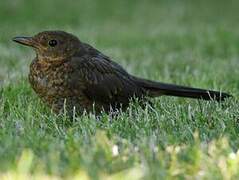 Common Blackbird