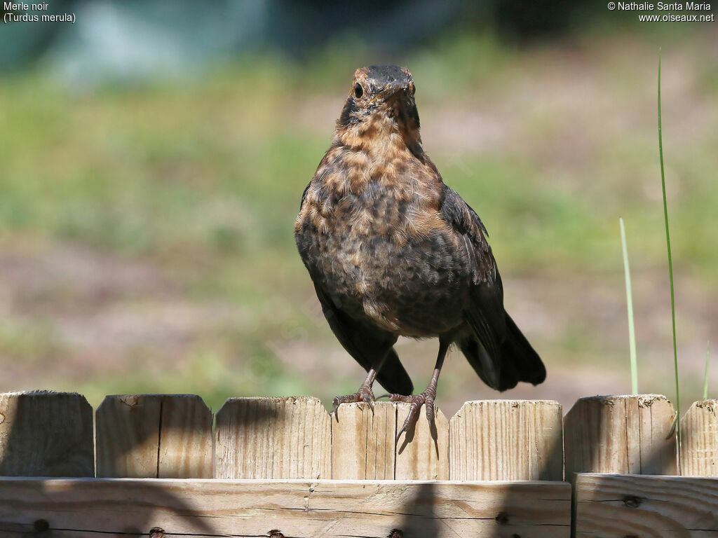 Common Blackbirdjuvenile, identification, Behaviour