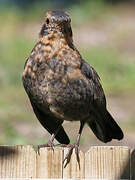 Common Blackbird