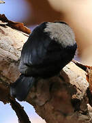 White-backed Black Tit