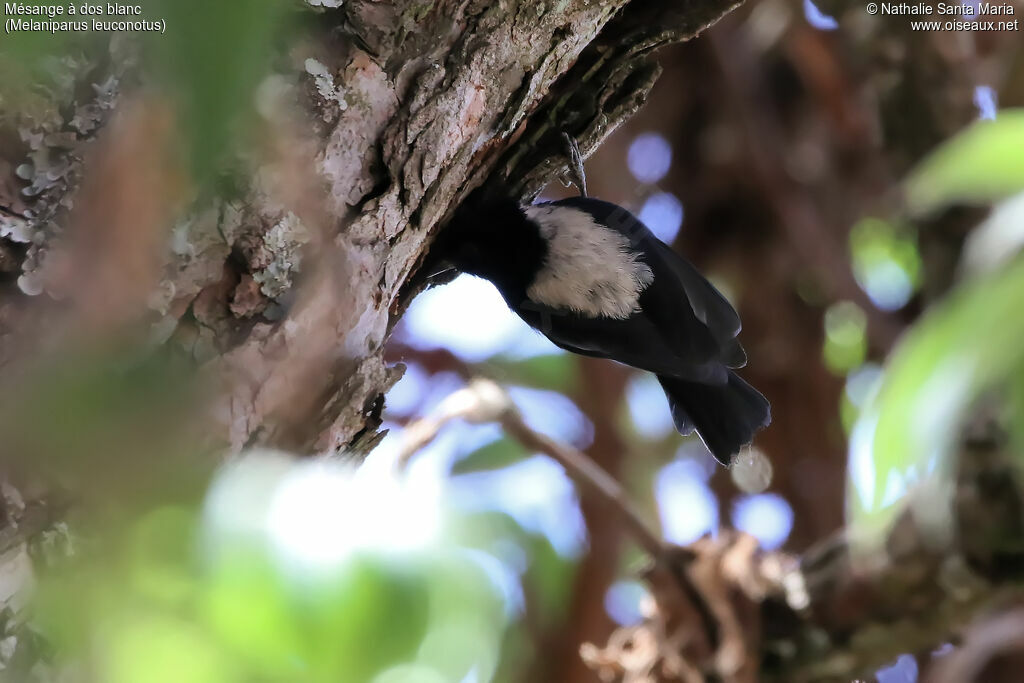 Mésange à dos blancadulte, identification, habitat