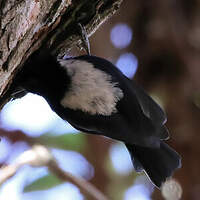 Mésange à dos blanc