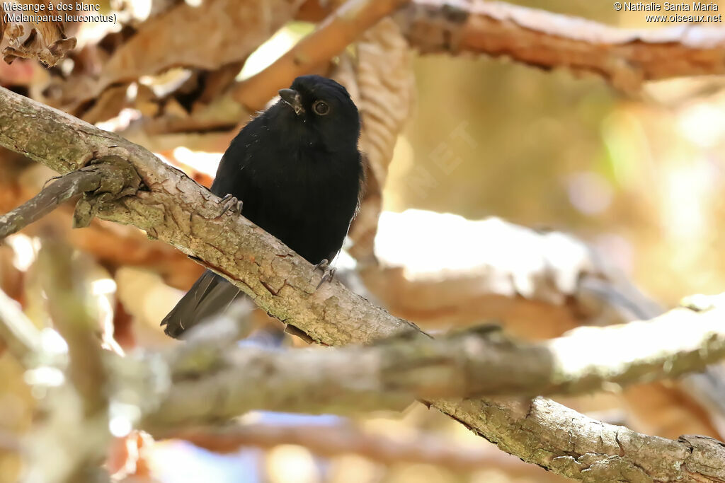 Mésange à dos blancadulte, identification