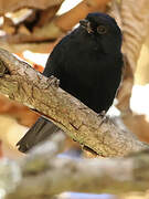 White-backed Black Tit