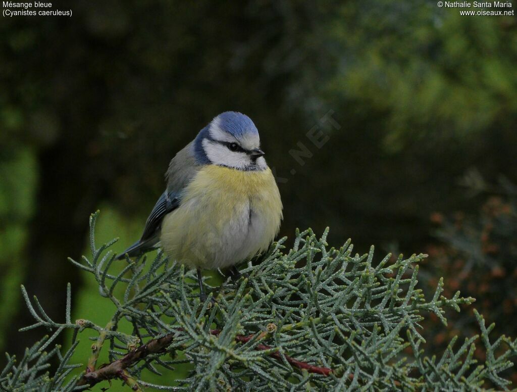 Mésange bleue mâle adulte nuptial