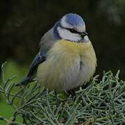 Eurasian Blue Tit