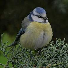 Mésange bleue