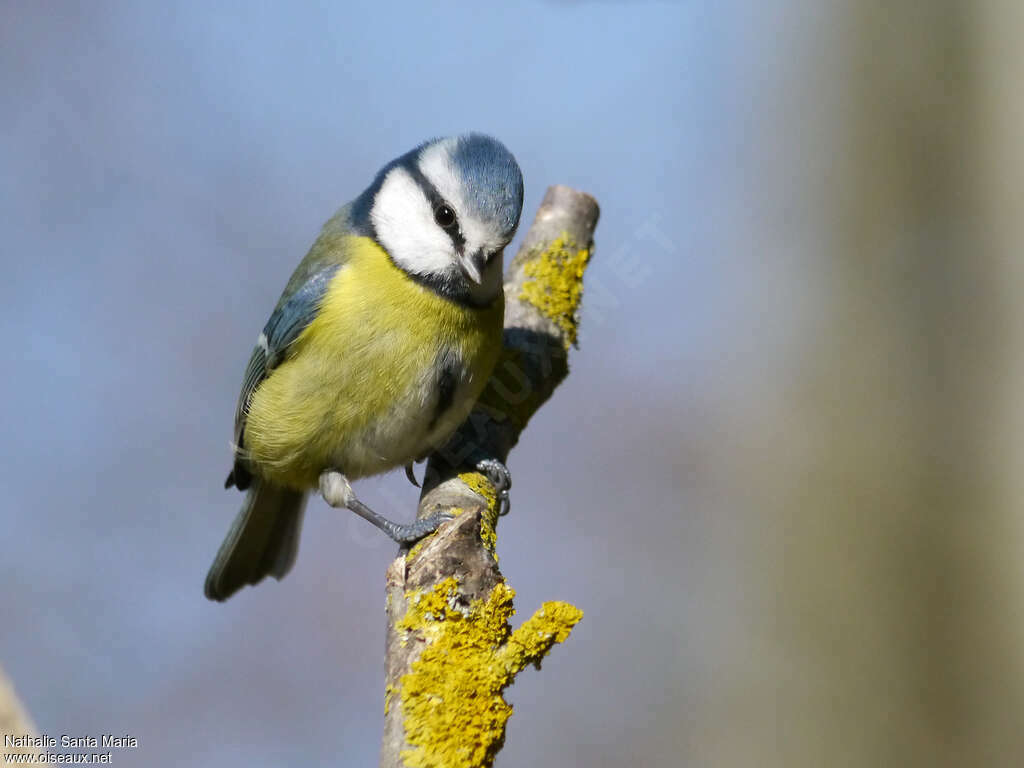 Mésange bleueadulte