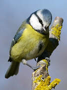 Eurasian Blue Tit