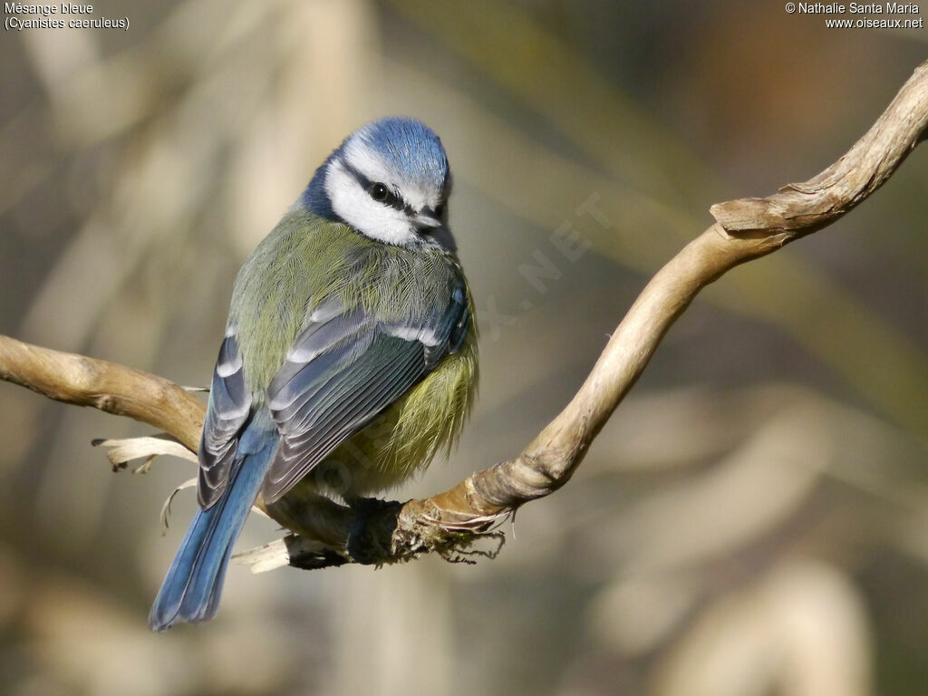 Mésange bleueadulte