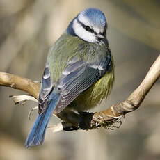 Mésange bleue