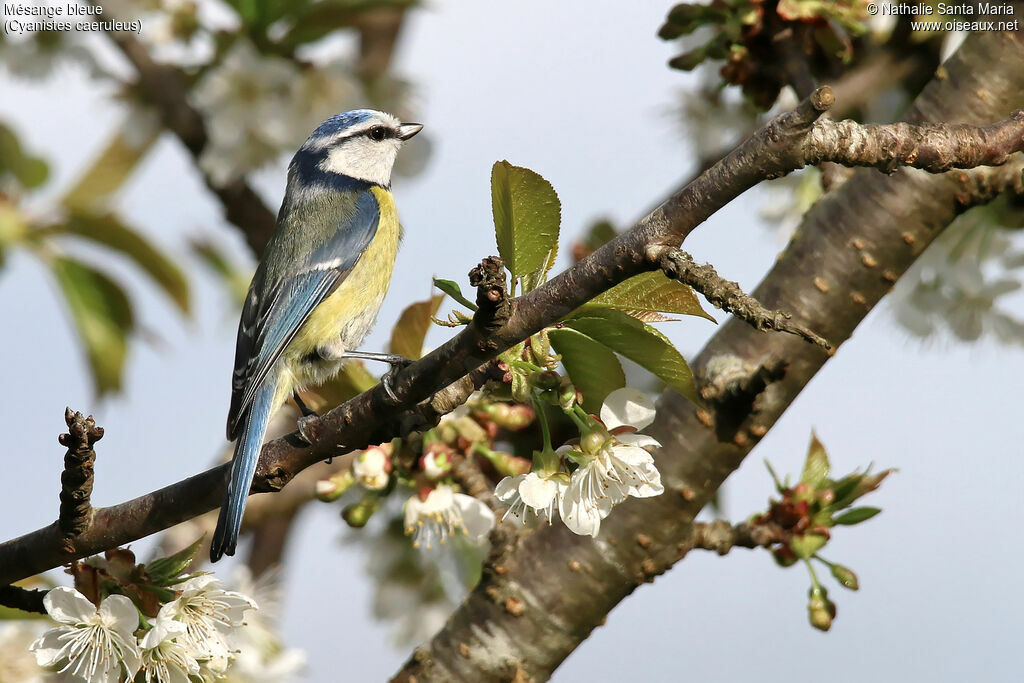 Eurasian Blue Titadult, identification